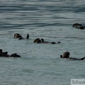 Enhydra lutris, Sea otter, Loutre de mer, Prince William sound cruise, Alaska