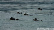 Enhydra lutris, Sea otter, Loutre de mer, Prince William sound cruise, Alaska