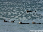 Enhydra lutris, Sea otter, Loutre de mer, Prince William sound cruise, Alaska