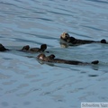 Enhydra lutris, Sea otter, Loutre de mer, Prince William sound cruise, Alaska