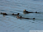 Enhydra lutris, Sea otter, Loutre de mer, Prince William sound cruise, Alaska