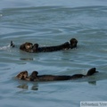 Enhydra lutris, Sea otter, Loutre de mer, Prince William sound cruise, Alaska