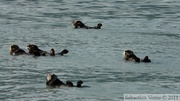 Enhydra lutris, Sea otter, Loutre de mer, Prince William sound cruise, Alaska