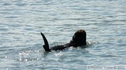 Enhydra lutris, Sea otter, Loutre de mer, Prince William sound cruise, Alaska