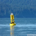 Eumetopias jubatus, Steller's Sea lions, Lions de mer de Steller, Prince William sound cruise, Alaska