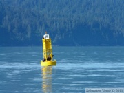 Eumetopias jubatus, Steller's Sea lions, Lions de mer de Steller, Prince William sound cruise, Alaska