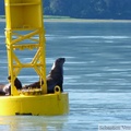 Eumetopias jubatus, Steller's Sea lions, Lions de mer de Steller, Prince William sound cruise, Alaska