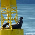 Eumetopias jubatus, Steller's Sea lions, Lions de mer de Steller, Prince William sound cruise, Alaska