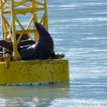 Eumetopias jubatus, Steller's Sea lions, Lions de mer de Steller, Prince William sound cruise, Alaska