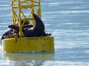 Eumetopias jubatus, Steller's Sea lions, Lions de mer de Steller, Prince William sound cruise, Alaska