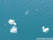Columbia  bay, Columbia glacier, Prince William sound cruise, Alaska