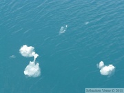 Columbia  bay, Columbia glacier, Prince William sound cruise, Alaska