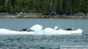 Phoca vitulina, Harbor seal, Phoque commun, Columbia  bay, Columbia glacier, Prince William sound cruise, Alaska