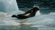 Phoca vitulina, Harbor seal, Phoque commun, Columbia  bay, Columbia glacier, Prince William sound cruise, Alaska