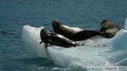 Phoca vitulina, Harbor seal, Phoque commun, Columbia  bay, Columbia glacier, Prince William sound cruise, Alaska