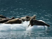 Phoca vitulina, Harbor seal, Phoque commun, Columbia  bay, Columbia glacier, Prince William sound cruise, Alaska