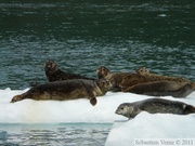 Phoca vitulina, Harbor seal, Phoque commun, Columbia  bay, Columbia glacier, Prince William sound cruise, Alaska