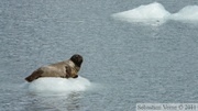 Phoca vitulina, Harbor seal, Phoque commun, Meares glacier, Prince William sound cruise, Alaska