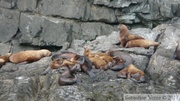 Eumetopias jubatus, Steller's Sea lions, Lions de mer de Steller, Prince William sound cruise, Alaska