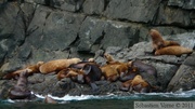 Eumetopias jubatus, Steller's Sea lions, Lions de mer de Steller, Prince William sound cruise, Alaska