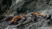 Eumetopias jubatus, Steller's Sea lions, Lions de mer de Steller, Prince William sound cruise, Alaska