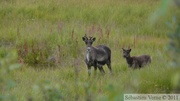 Rangifer tarandus, Caribous, Denali Highway, Alaska