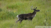 Rangifer tarandus, Caribous, Denali Highway, Alaska