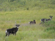 Rangifer tarandus, Caribous, Denali Highway, Alaska