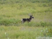 Rangifer tarandus, Caribous, Denali Highway, Alaska