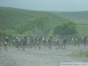 Rangifer tarandus, Caribous, Denali Highway, Alaska