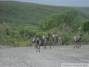 Rangifer tarandus, Caribous, Denali Highway, Alaska