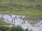 Rangifer tarandus, Caribous, Denali Highway, Alaska