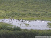 Rangifer tarandus, Caribous, Denali Highway, Alaska