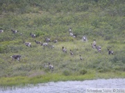 Rangifer tarandus, Caribous, Denali Highway, Alaska