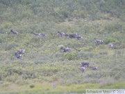 Rangifer tarandus, Caribous, Denali Highway, Alaska