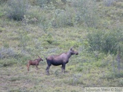 Alces alces, moose, élan, Denali Highway, Alaska