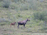 Alces alces, moose, élan, Denali Highway, Alaska