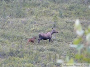 Alces alces, moose, élan, Denali Highway, Alaska