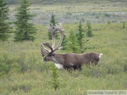 Rangifer tarandus, Caribou, Denali Park, Alaska