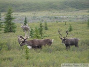 Rangifer tarandus, Caribous, Denali Park, Alaska