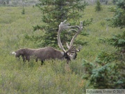 Rangifer tarandus, Caribou, Denali Park, Alaska