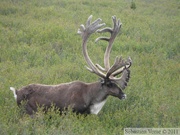 Rangifer tarandus, Caribou, Denali Park, Alaska