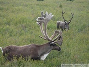 Rangifer tarandus, Caribous, Denali Park, Alaska