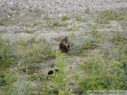 Ursus arctos horribilis, Grizzly, Denali Park, Alaska