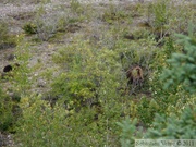 Ursus arctos horribilis, Grizzly, Denali Park, Alaska