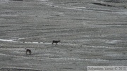 Rangifer tarandus, Caribous, Toklat River, Denali Park, Alaska