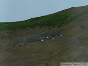 Ovis dalli, Dall sheeps, Mouflon de Dall, Polychrome Mountains, Denali Park, Alaska