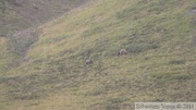 Ursus arctos horribilis, Grizzly, Denali Park, Alaska