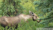 Alces alces, moose, élan, Denali Park, Alaska