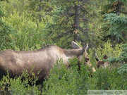 Alces alces, moose, élan, Denali Park, Alaska